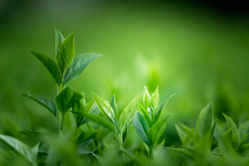 green tea leaves