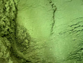 green tea powder